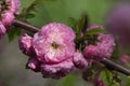 Blossoming almond closeup