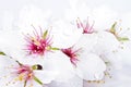 Blossoming almond flowers close up