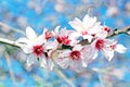 Blossoming almond flowers in spring