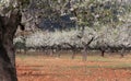 Blossoming almond tree field