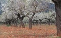 Blossoming almond tree field in mallorca