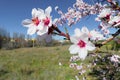 Blossoming almond tree Prunus dulcis full of bright white flowers.