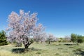 Blossoming almond tree Prunus dulcis full of bright white flowers.