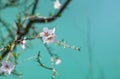 Blossoming almond tree. Spring Nature Background, selective focus, shallow depth of field Royalty Free Stock Photo