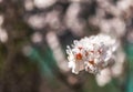 Blossoming almond tree. Spring Nature Background, selective focus, shallow depth of field Royalty Free Stock Photo