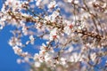 Blossoming almond tree. Spring Nature Background, selective focus, shallow depth of field Royalty Free Stock Photo