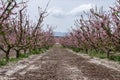 Blossoming almond trees line a rural path, their pink flowers heralding the arrival of spring in the Spain countryside. Royalty Free Stock Photo