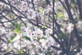 Blossoming almonds, image with a retro tone, beautiful natural f