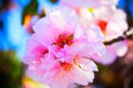 Blossoming almonds 2021 in Spain, spring on the way, photobank images Royalty Free Stock Photo