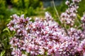 Blossoming almonds in the spring garden