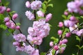 The blossoming almonds three-blade Prunus triloba Lindl., clos