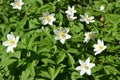 Blossoming anemony dubravny (Anemone nemorosa L. ) Royalty Free Stock Photo