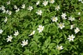 Blossoming anemony dubravny (Anemone nemorosa L. ) Royalty Free Stock Photo