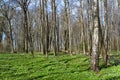 Blossoming of an anemony dubravny in the spring wood Royalty Free Stock Photo