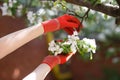 Blossoming apple branch in gloved women`s hands.