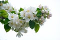 Blossoming apple. Branch of apple tree in bloom in the spring. Close-up Royalty Free Stock Photo