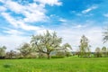 Blossoming apple cherry tree Spring landscape blue sky Royalty Free Stock Photo