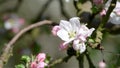 Blossoming of apple flowers in spring time with green leaves