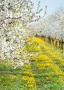 Blossoming apple orchard