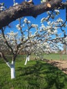 Blossoming apple orchard in spring Royalty Free Stock Photo