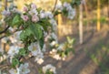 Blossoming apple orchard in spring. Blossoming branch of apple tree