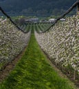 Blossoming apple orchard in the spring. Flowering Apple garden. Fruit trees in the bloom