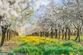 Blossoming apple orchard in spring time Royalty Free Stock Photo