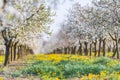 Blossoming apple orchard in spring time Royalty Free Stock Photo