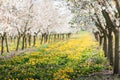 Blossoming apple orchard in spring time Royalty Free Stock Photo