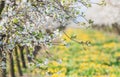 Blossoming apple orchard in spring time Royalty Free Stock Photo