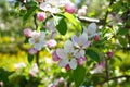 Blossoming apple orchard in spring. Apple tree blooming with flowers, close-up Royalty Free Stock Photo