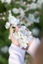 Blossoming apple after rain on spring background. Space for text. selective focus