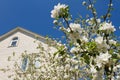 Blossoming apple, sky house. Royalty Free Stock Photo