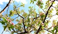 Blossoming apple tree against blue sky Royalty Free Stock Photo