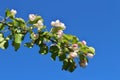 Blossoming apple tree against blue sky Royalty Free Stock Photo