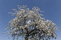 Blossoming apple tree against blue sky. Royalty Free Stock Photo