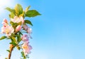 Blossoming apple tree against blue sky. Spring nature background Royalty Free Stock Photo