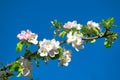 Blossoming of Apple Tree, Apple blossoms on beautiful day in spring with blue sky Royalty Free Stock Photo