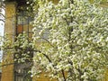 blossoming apple tree on a background of an old provincial house ragged windows