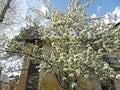 Blossoming apple tree on a background of an old provincial house ragged windows