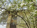 Blossoming apple tree on a background of an old provincial house ragged windows