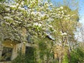 Blossoming apple tree on a background of an old provincial house ragged windows