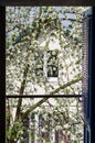 Blossoming apple tree on the background of a small house. Royalty Free Stock Photo