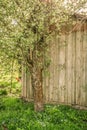 Blossoming apple tree on background of wooden wall house, vintage Royalty Free Stock Photo