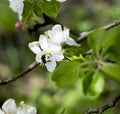 The blossoming apple-tree, bee collects nectar Royalty Free Stock Photo