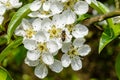 Blossoming apple tree and bee sitting on flower. Royalty Free Stock Photo