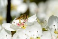 Blossoming apple tree and bee sitting on flower. Royalty Free Stock Photo