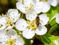 Blossoming apple tree and bee sitting on flower. Royalty Free Stock Photo