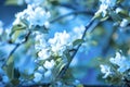 Blossoming apple tree  branch against blue sky Royalty Free Stock Photo