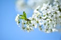 A blossoming apple tree branch against a bright blue sky, beautiful white flowers of a fruit tree Royalty Free Stock Photo